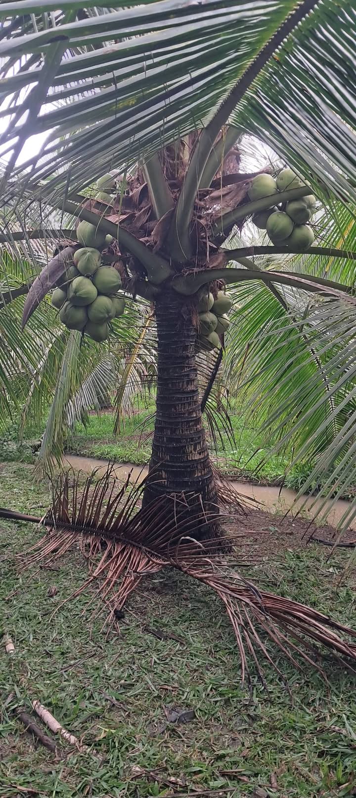 Bán Đất Song Bình Chợ Gạo 3300m² - Mặt Tiền Đường Nhựa Giá 5 Tỷ