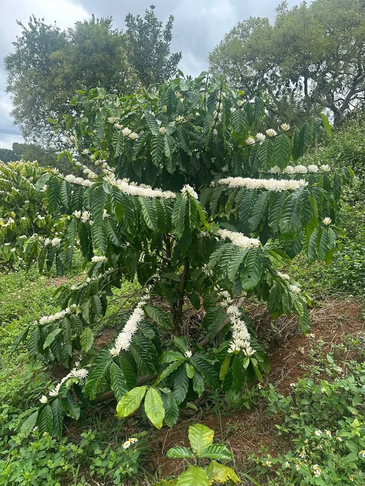 Đất Nền Ea Ngai, Krông Năng 1ha 2.3 tỷ - Tiềm Năng Tăng Giá!