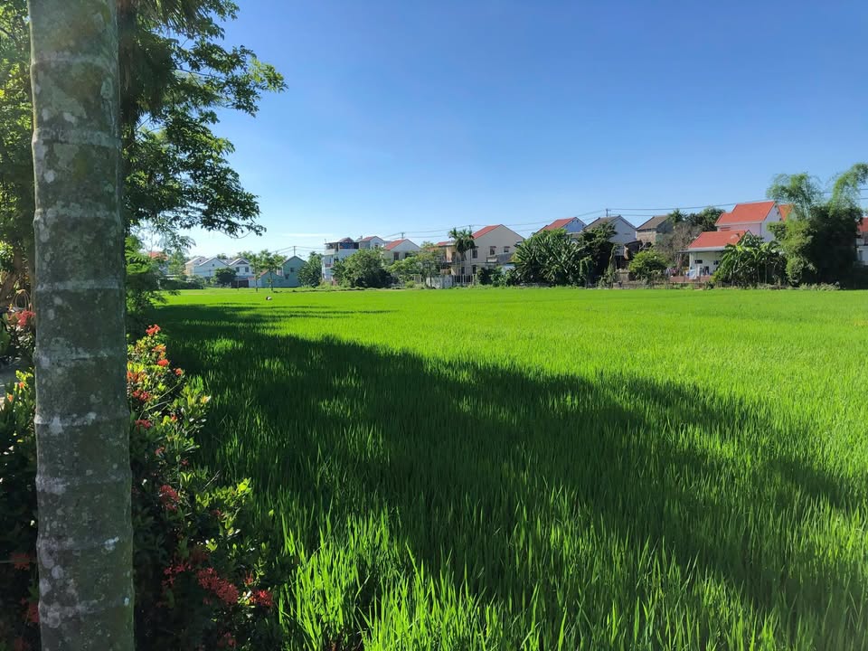 Đất nền Hội An 80m² view đồng lúa thoáng đãng - Sổ đỏ chính chủ