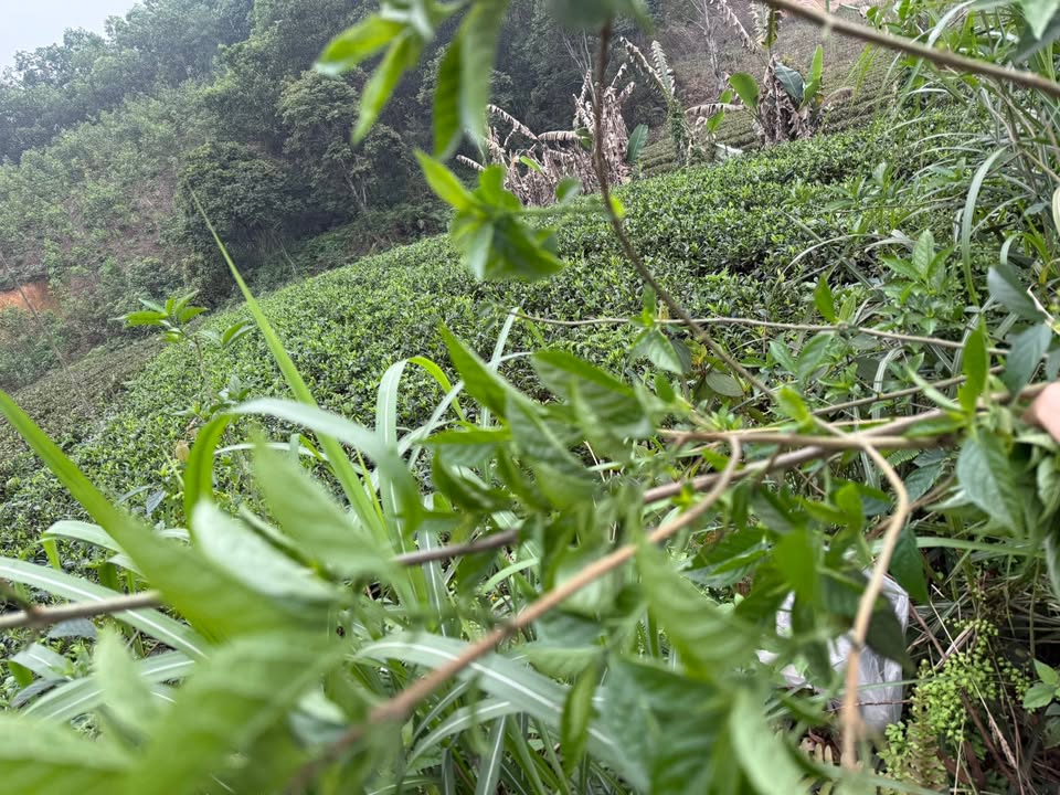 Đất nền Lương Sơn, Sông Công 130m² hơn 300 triệu - Pháp lý rõ ràng!