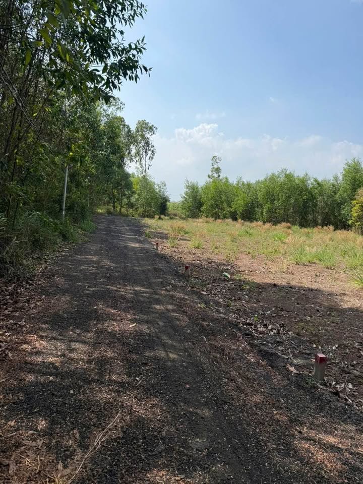 Bán Gấp Đất Nền 128m² Xã Đất Đỏ, Bà Rịa - Vũng Tàu | Gần TL52