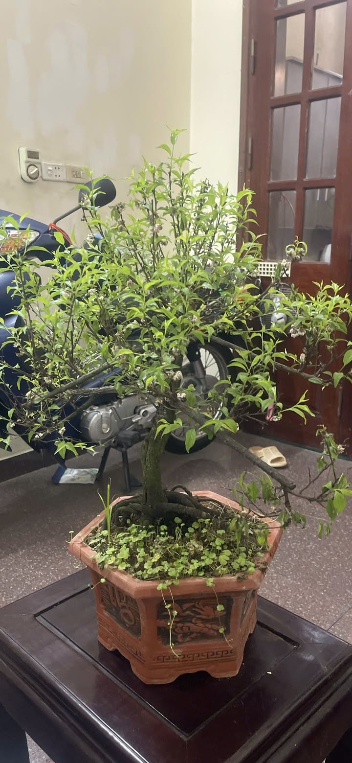 Đất nền góc 90m² tại Hải Phòng - Sổ đỏ chính chủ, đường thông rộng 6m