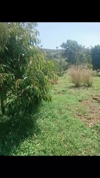 Bán Đất Vườn 13.300m² Đắk Nông - Sầu Riêng, Cây Ăn Trái - Giá 2.8 Tỷ