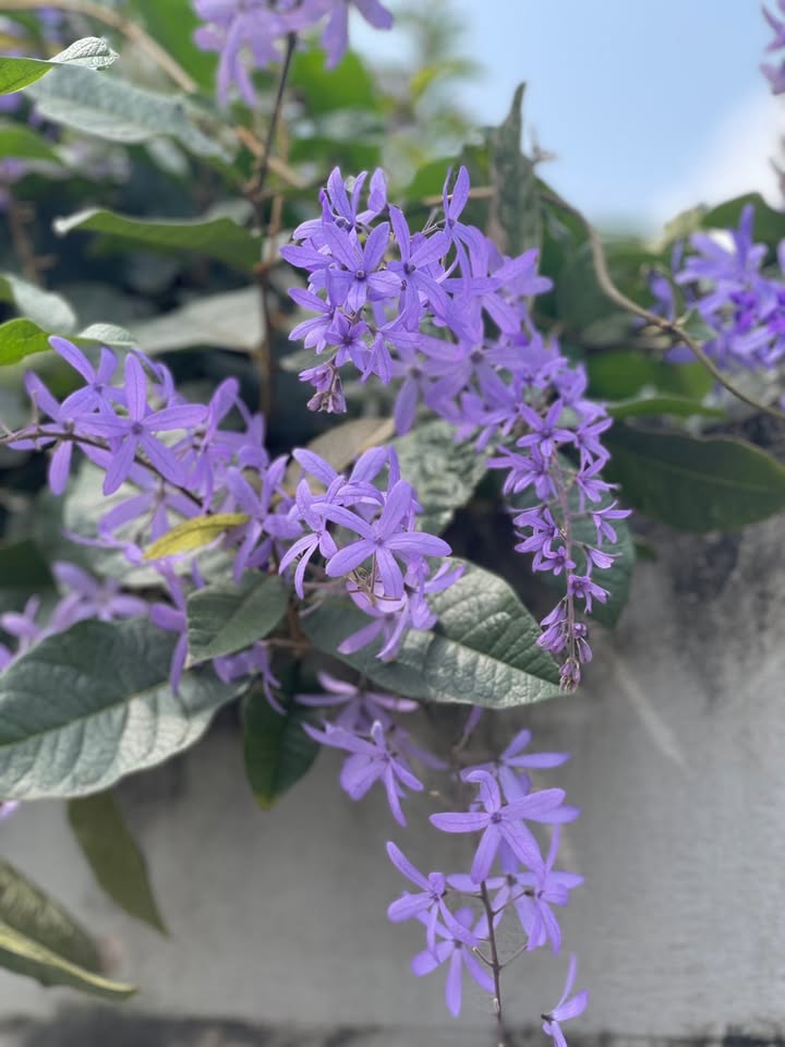 Đất nền Phường Trường Thi 86m² - Sổ đỏ chính chủ, đường xe tải!