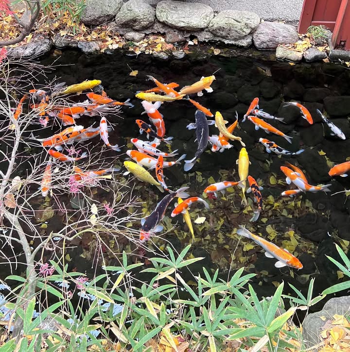 Đất Nền Hướng Đông Pleiku 133m² - Đầu Tư Sinh Lời Vượt Trội