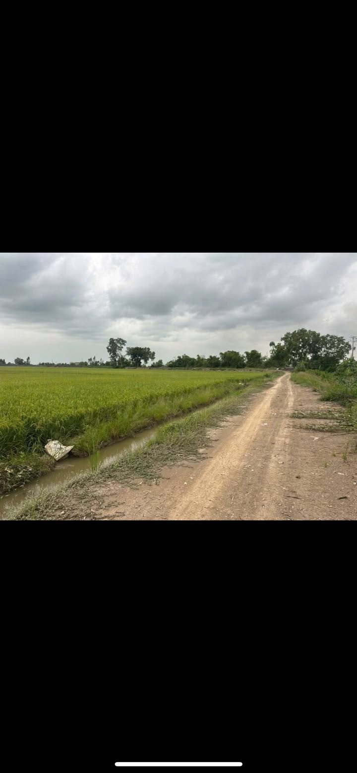 Đất Ruộng Tân Công Sính 26.000m² - Sổ đỏ chính chủ, tiềm năng sinh lời!