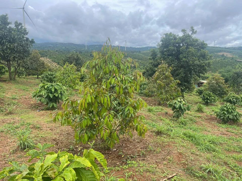 Đất Rẫy Cư Pơng, Krông Búk 1.4ha - Tiềm năng tăng giá cực tốt!