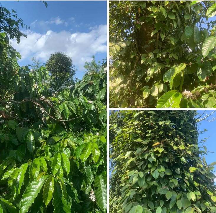 Bán Đất Vườn Đắk Lắk 3600m² - Gần Ngã Tư Buôn Buôn, Giá Đầu Tư