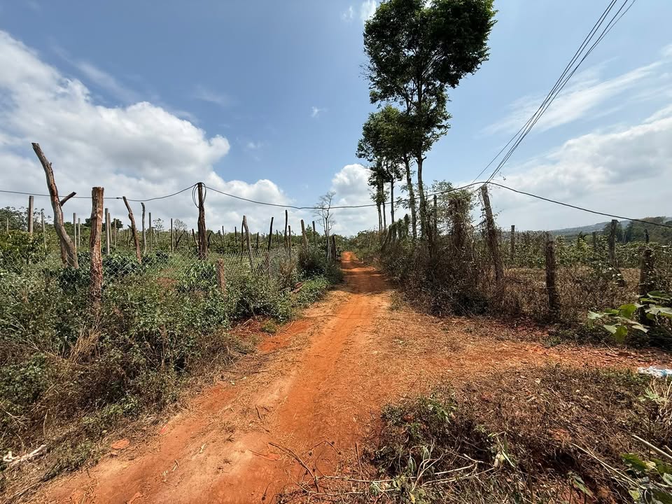 Đất Vườn Ea H'leo - 16100m² Sổ Hồng, Sẵn Sàng Lên Thổ Cư, Giá Đầu Tư 1 Tỷ