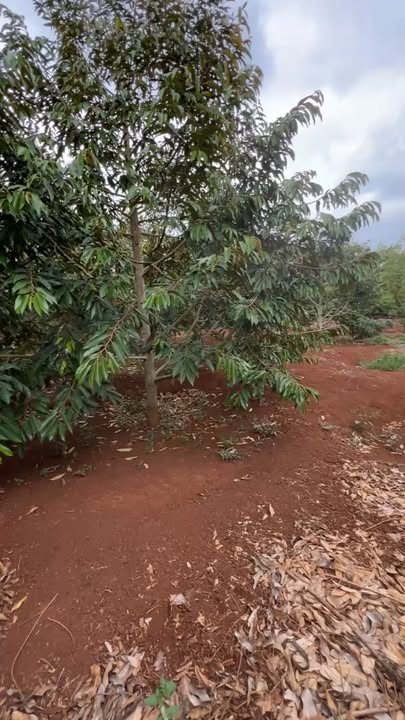 Đất vườn Tân Lập Buôn Hồ 2520m² - Đầu tư dài hạn, sinh lời bền vững!