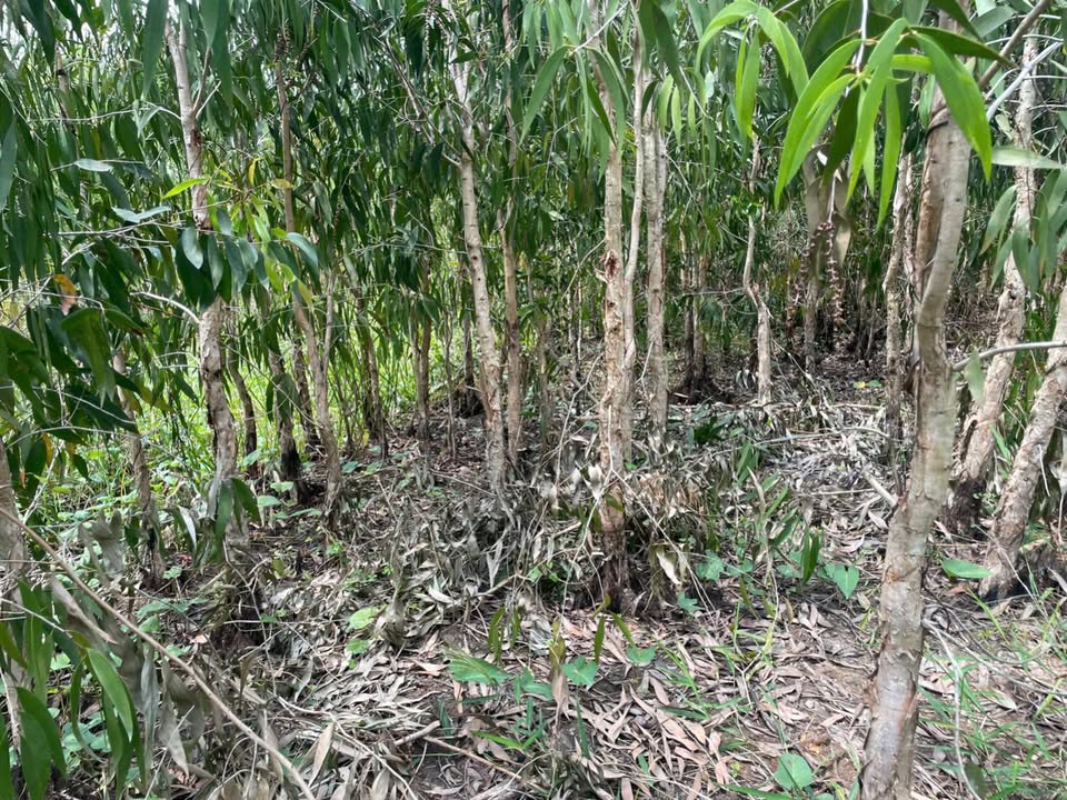 Bán Đất Vườn Hậu Giang 20.000m² - Giá Đầu Tư 2 Tỷ