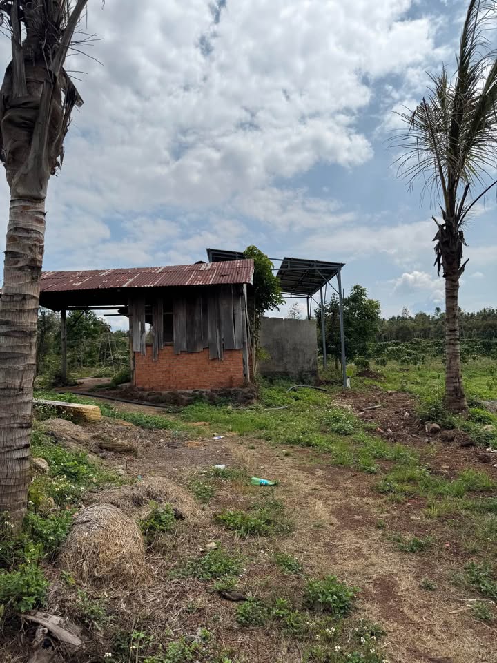 Farm Cà Phê Sầu Riêng 3ha Đắk Lắk - Mặt Tiền Rộng 200m