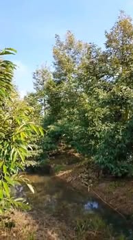 Cho thuê 11 năm 51 gốc Sầu Riêng Ri6+Mỏnthon tại Cái Bè, Tiền Giang - Giá 600 Triệu