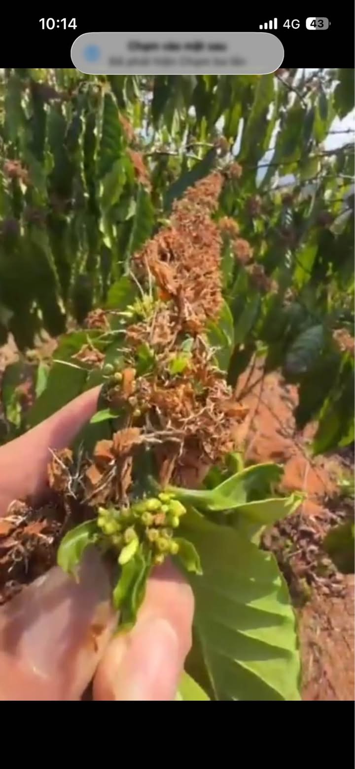 Bán Gấp 3ha Đất Vườn Cafe View Suối Đẹp Tại Pleiku - Sẵn Sàng Kinh Doanh