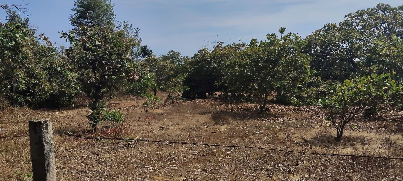 Bán Đất Điều 30.000m² Xã Iapếch, Chư Sê, Gia Lai - Giá Tốt Đầu Tư