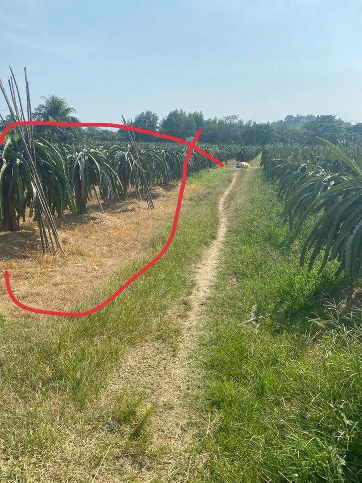 Bán Gấp Farm Thanh Long 2520m² Mặt Tiền Đường Lớn, Bình Thuận