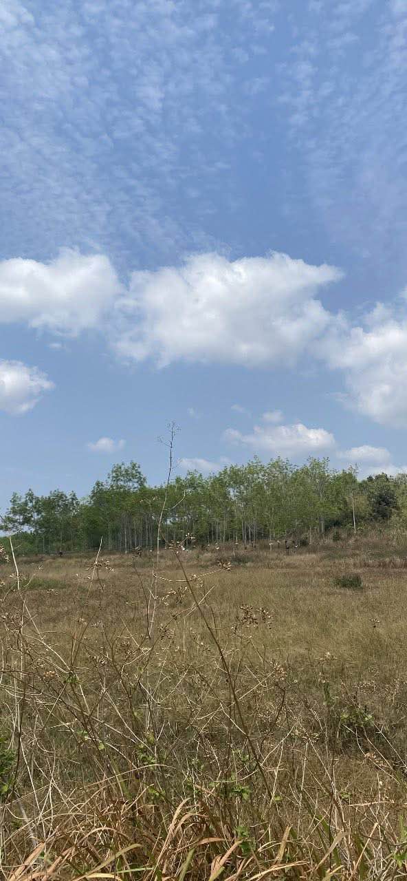 Đất nông nghiệp Tân Lập, Kon Rẫy 1ha giá 350 triệu - Đầu tư dài hạn!