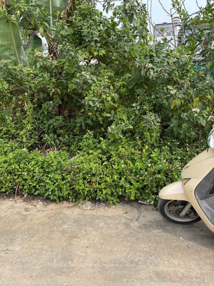 Đất TĐC Tân Minh - Vũ Phúc, Thái Bình: Lô Góc 90m² Giá 1.7 Tỷ - Sẵn Sàng Xây Dựng