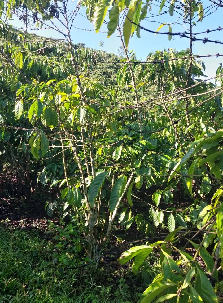 Bán Gấp Vườn Lộc Châu, Bảo Lộc - 3600m² Sổ Hồng Riêng, Giá 1.5 Tỷ