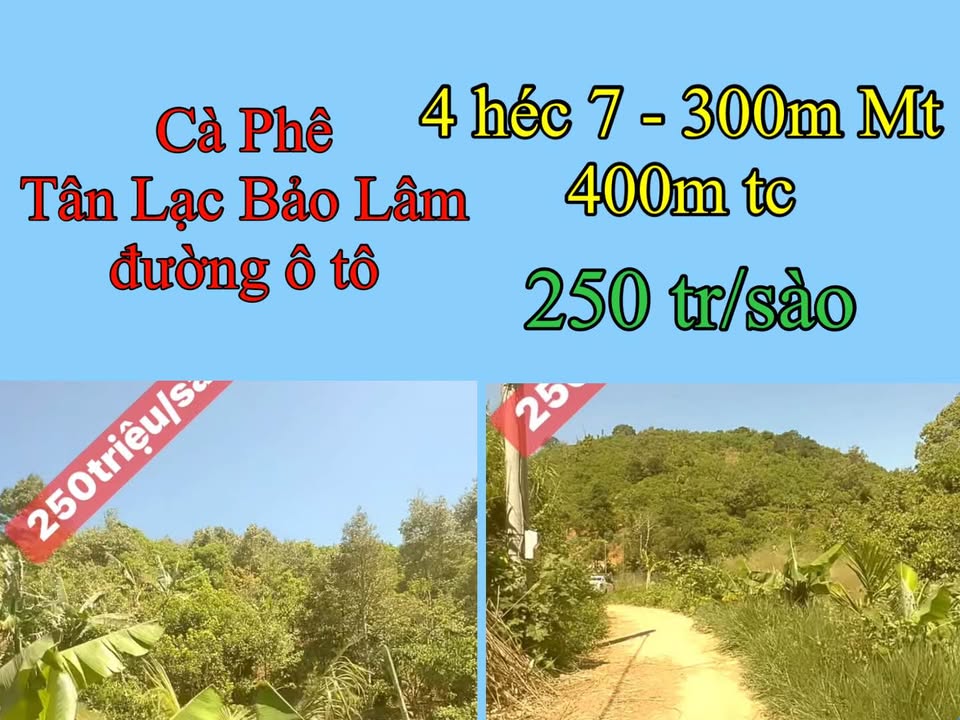 Đất Vườn 4.7ha full Cà Phê - Tân Lạc, Bảo Lâm - 11.75 Tỷ