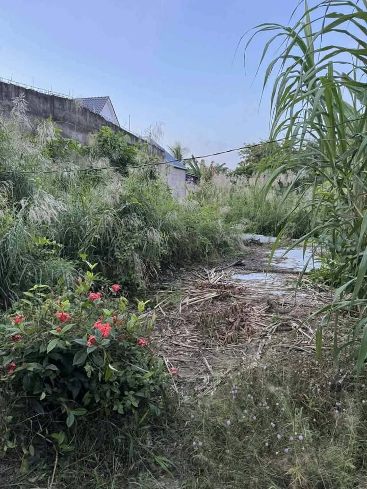 Đất Nền Mặt Tiền Đường 6m Cai Lậy - 323m² Giá 600 Triệu