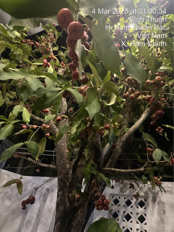 Đất thổ cư 100m² Bình Thuận - Sổ đỏ chính chủ, giá 520 triệu