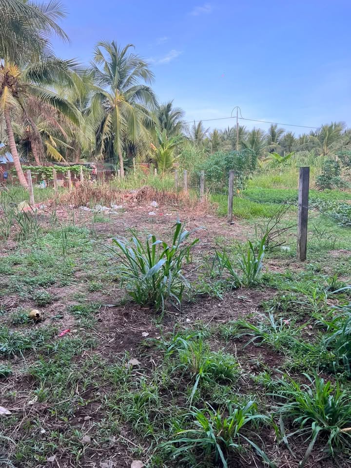 Đất Nền 150m² Sổ Hồng Tại Xã Châu Hưng, Bình Đại - Giá 360 Triệu