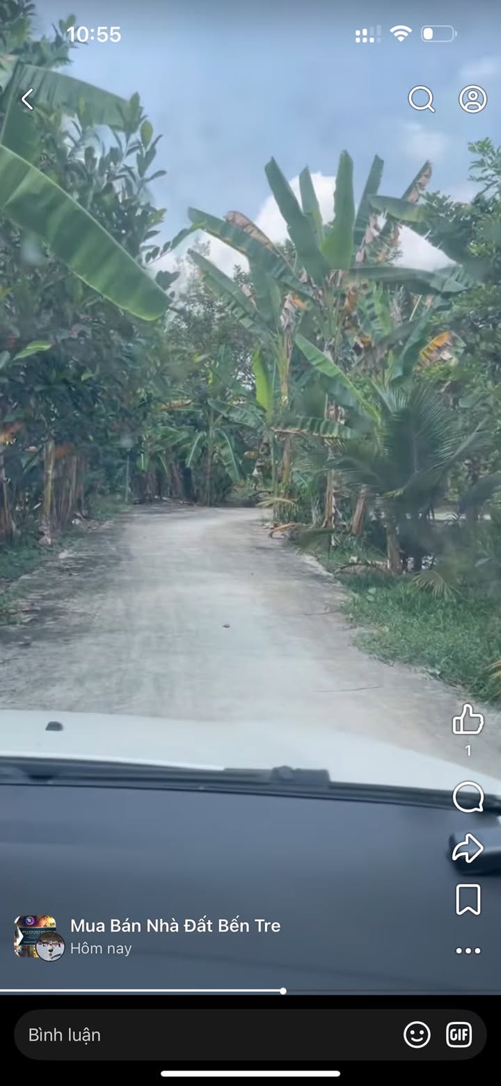 Bán Gấp Vườn Dừa 6300m² Bến Tre - Sổ Hồng Sẵn Sàng