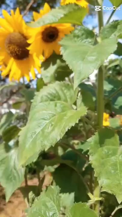 Cho Thuê Villa Sân Vườn Hoàng Hoa Thám Đà Lạt - 25 Triệu/Tháng