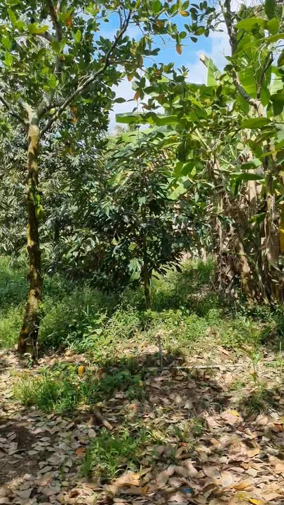 Đất nền Cái Bè 10800m² - Tiềm năng tăng giá vượt trội!