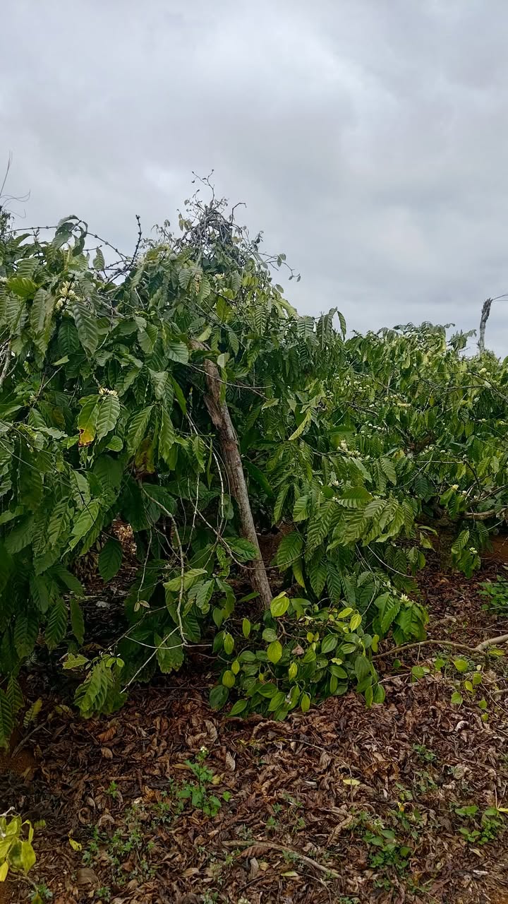 Bán Gấp 6000m² Đất Cà Phê Phường Thống Nhất, Buôn Hồ - Giá 2.4 Tỷ