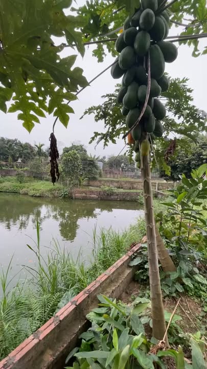 Đất nền Vĩnh Chân, Tiên Du 600m² - Sổ đỏ chính chủ, đường ô tô vào tận đất!