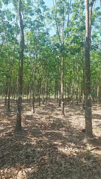 Đất Vườn Cao Su 1.5ha Lộc Ninh, Bình Phước - Giá Đầu Tư 1.8 Tỷ