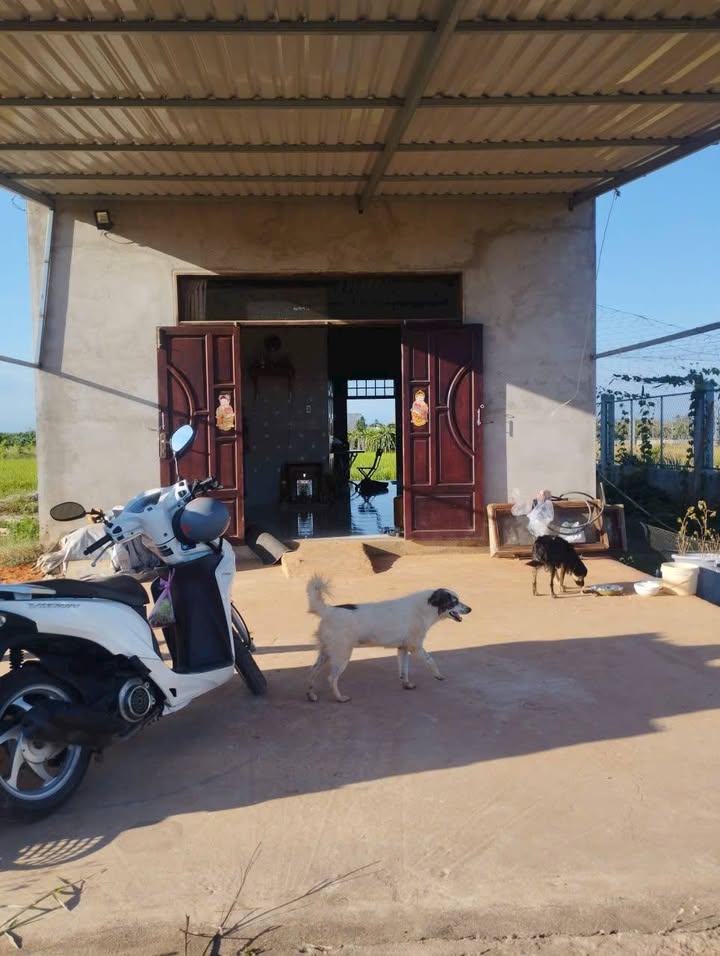 Nhà cấp 4 Hàm Liêm 605.6m² - Ô tô vào tận nhà, giá 650 triệu!