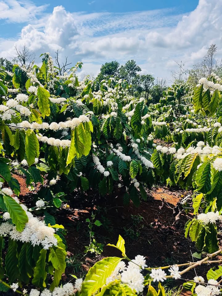 Đất Đắk Nông 15.000m² Sổ Đỏ - Vườn Sầu Riêng, Cà Phê Kinh Doanh Giá 2 Tỷ