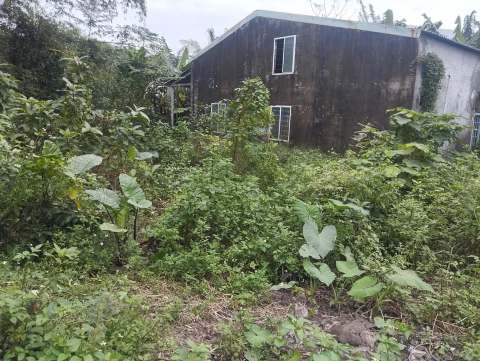 Bán Đất Vườn 242m² Phú Thượng, Đà Nẵng - Giá Tốt, Sổ Riêng