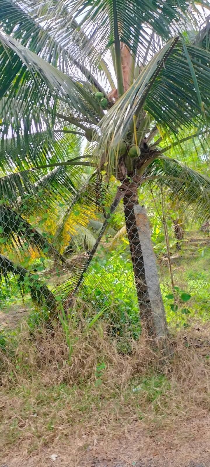 Đất Vườn Trà Vinh 540m² - Sẵn Sàng Phát Triển, Giá Đầu Tư 380 Triệu