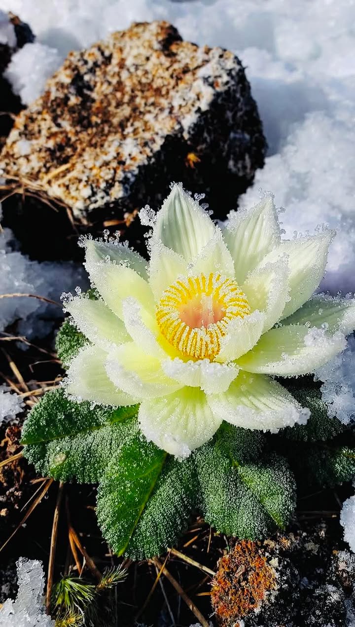 Bán Đất Ruộng Long Hựu Đông, Cần Đước, Long An - 2324m² Giá Tốt