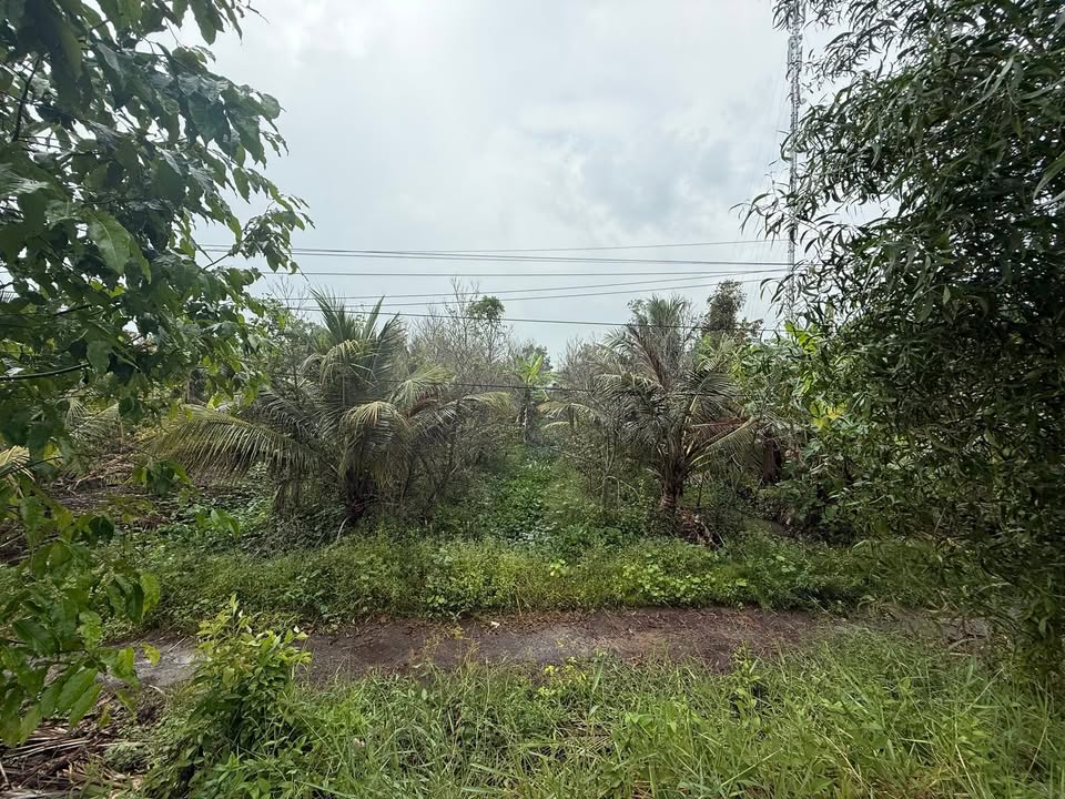 Bán Đất Trồng Cây Lâu Năm 522.1m² Tỉnh Lộ 926, Hậu Giang - Giá Tốt