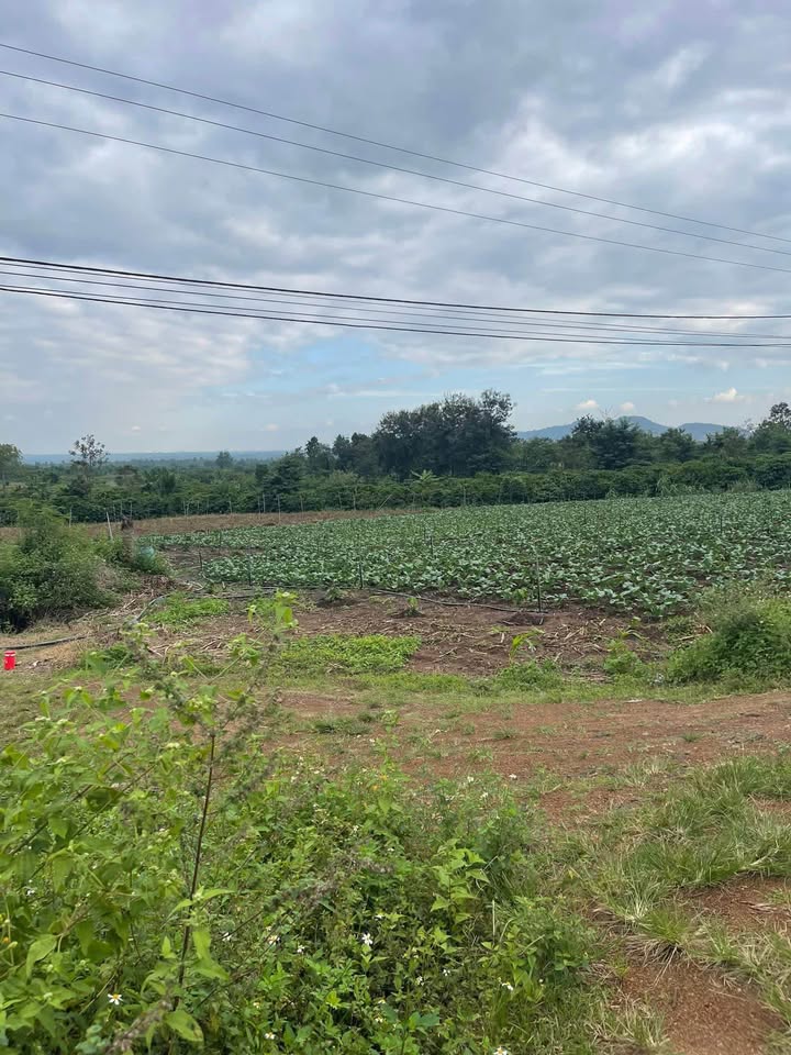 Đất nền Ea Nuôl 2700m² sổ đỏ chính chủ, tiềm năng sinh lời!