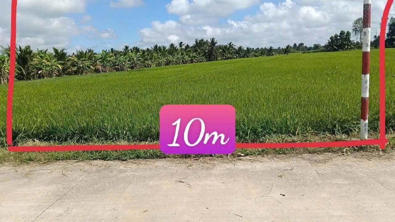 Đất lúa Mỹ Hòa, Ba Tri 2000m² - Giá tốt hiếm có!