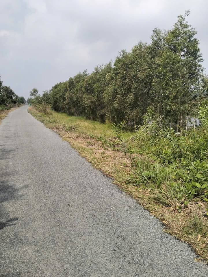 Bán 14 Công Vườn Mít Vị Trí Đẹp Tiền Giang - Giá Tốt