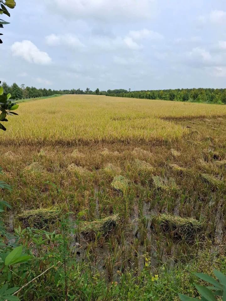 9 Công Ruộng Mỹ Trung, Cái Bè, Tiền Giang – Giá chỉ 6 triệu/công/năm – Cơ hội đầu tư tốt!