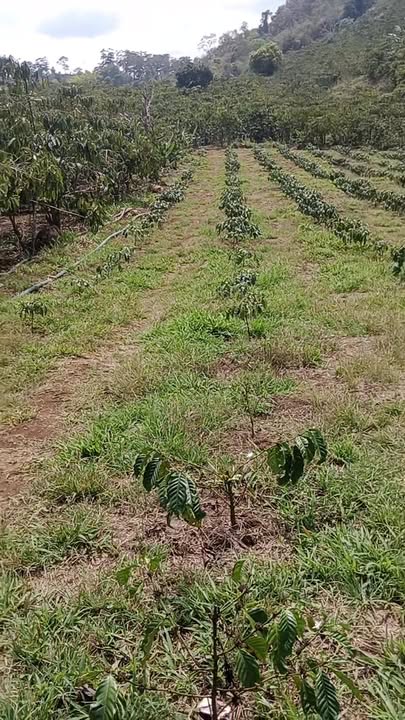 Đất Vườn Di Linh 7000m² 1.25 Tỷ - Nghỉ Dưỡng Lý Tưởng!