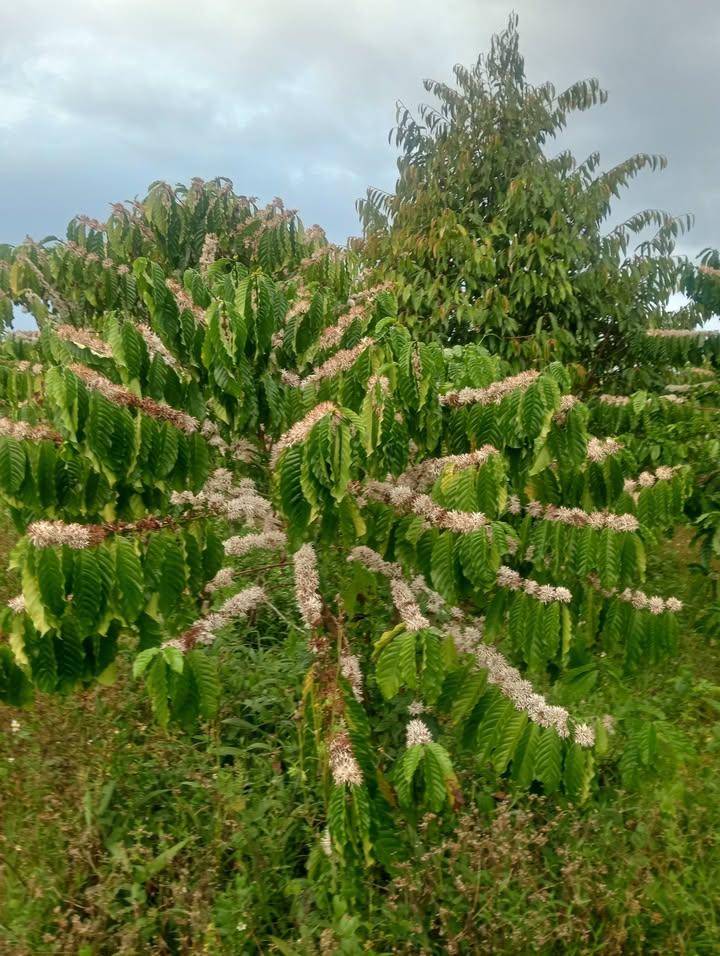 Bán Gấp Đất Vườn Xã Hòa Bắc, Di Linh - 1080m² Giá 1.55 Tỷ