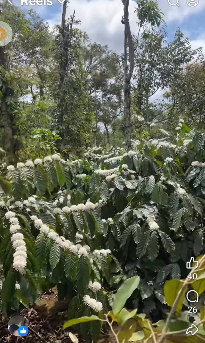 Đất Nền Cư Kuin, Đắk Lắk - 2160m² Giá 1.59 Tỷ, Sẵn Sàng Đầu Tư