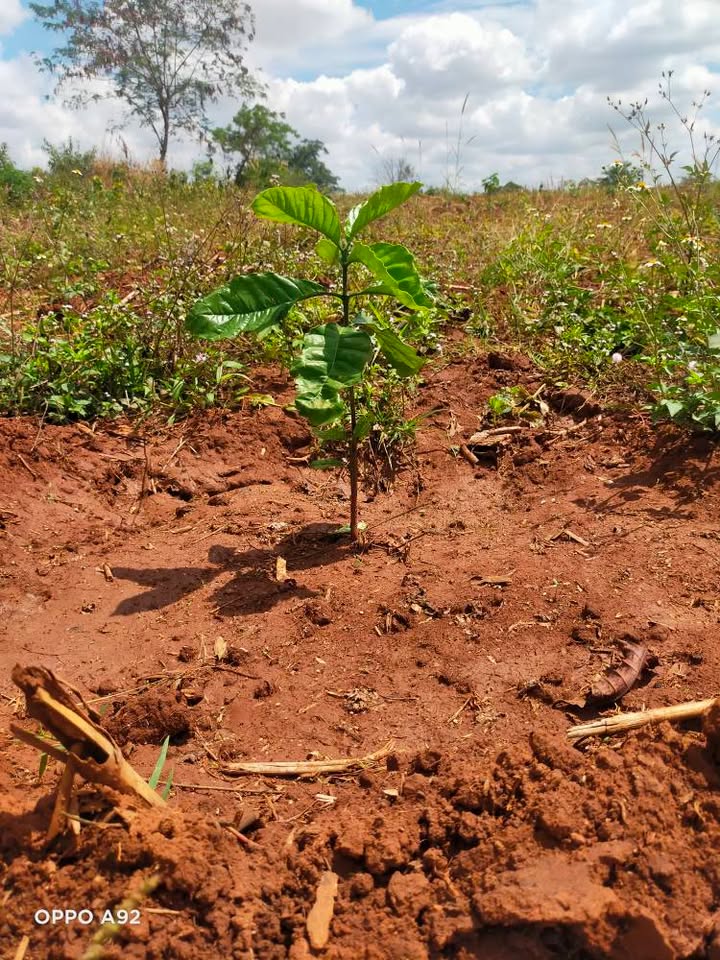 Đất Vườn Ea Wer, Buôn Đôn 12000m² - Giá tốt, ôm 2 mặt suối!