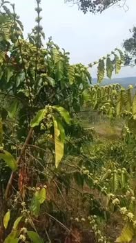 Đất nền Xã Quảng Tín, Đắk R'Lấp 2.3ha giá 1.35 tỷ - Tiềm năng tăng giá!