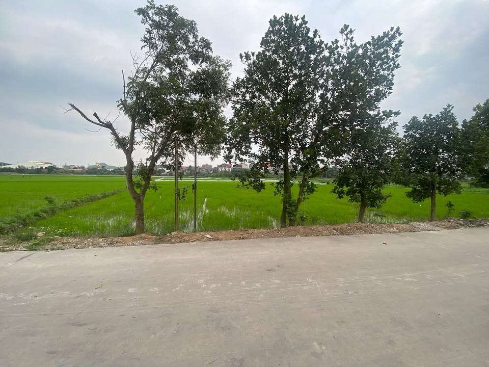 Bán 7200m² đất ruộng Yên Than, Tiên Yên - Mặt tiền 20m bám đường bê tông