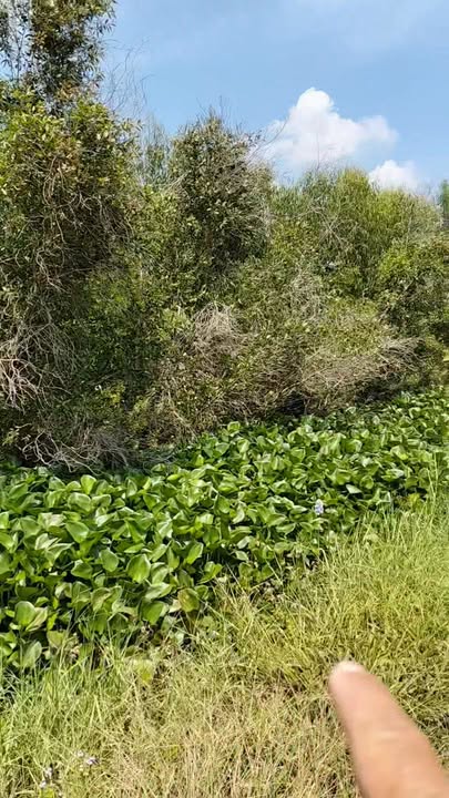 Đất nền Tân Phú, Đức Hòa 1000m² - Tiềm năng tăng giá vượt trội!